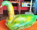 Peacock shaped papaya found in a plantation at Kadandale